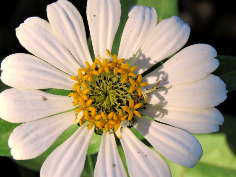 Flower Flora Wildflower Pollen