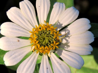 Flower Flora Wildflower Pollen