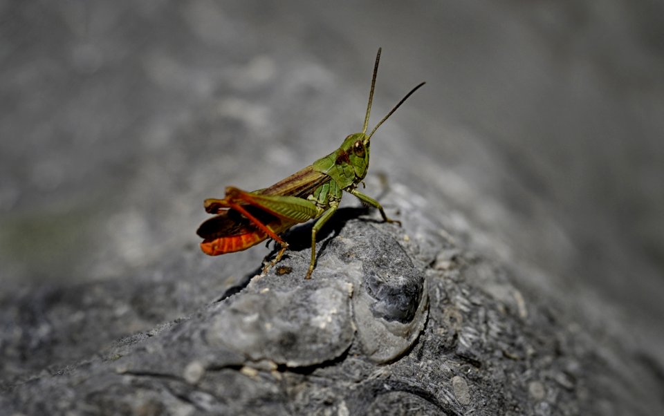 Insect Grasshopper Invertebrate Fauna