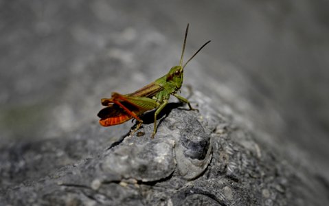Insect Grasshopper Invertebrate Fauna