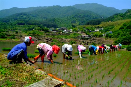 Agriculture Plant Field Rural Area