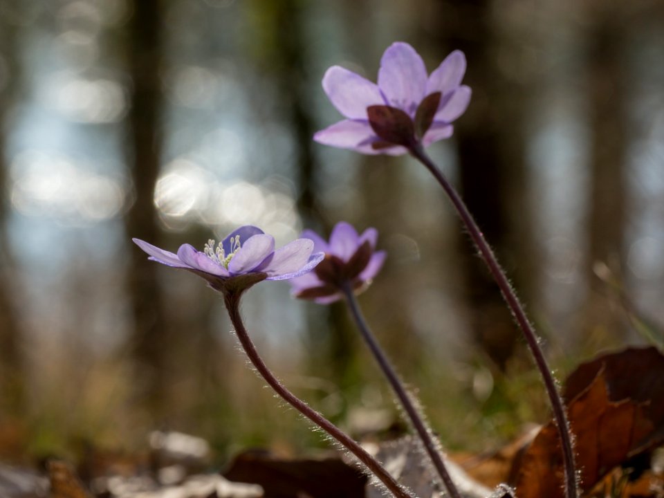 Flower Plant Flora Spring