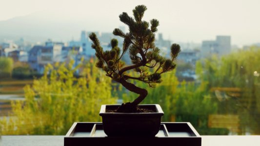 Plant Tree Houseplant Bonsai