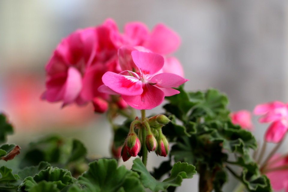 Flower Pink Plant Flora