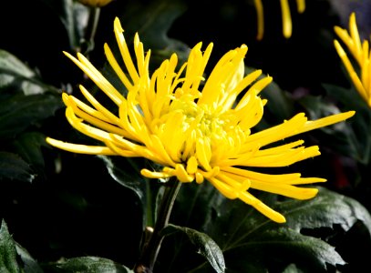 Flower Yellow Flora Plant photo