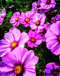 Flower Garden Cosmos Flora Plant
