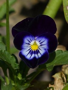 Bloom blue black photo