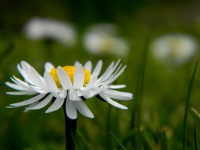 Flower Oxeye Daisy Flora Daisy