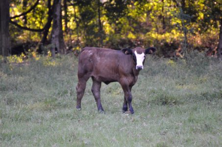 Cattle Like Mammal Pasture Grazing Wildlife