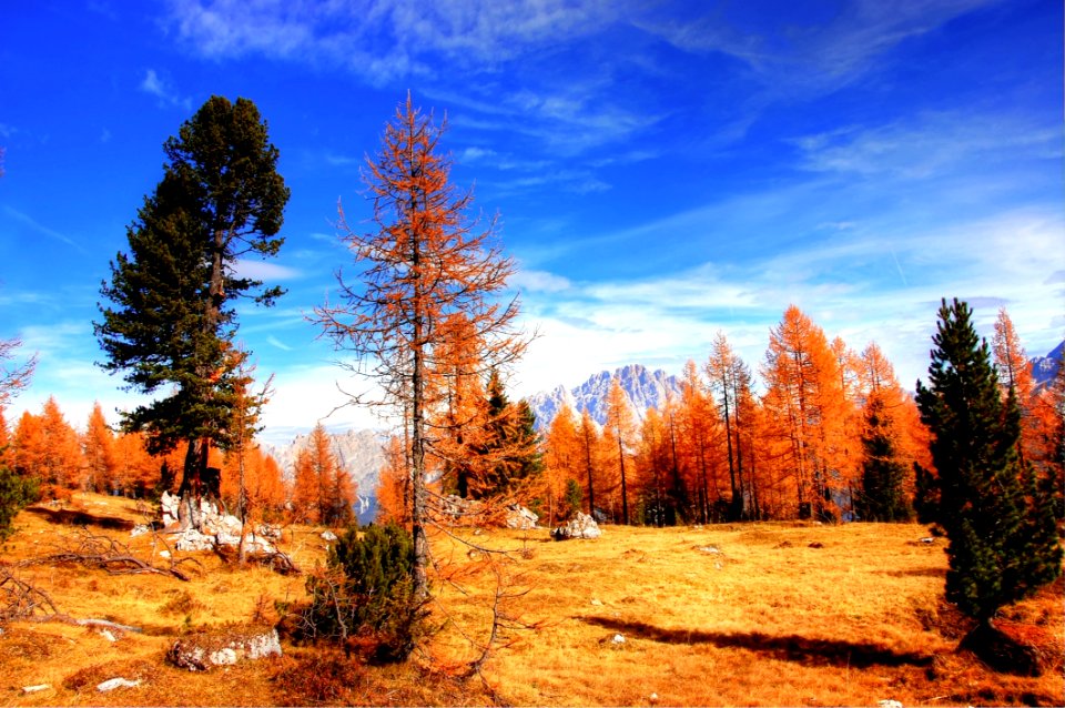 Nature Sky Tree Wilderness