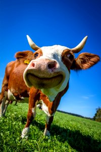 Dairy Cow Cattle Like Mammal Grass Sky photo