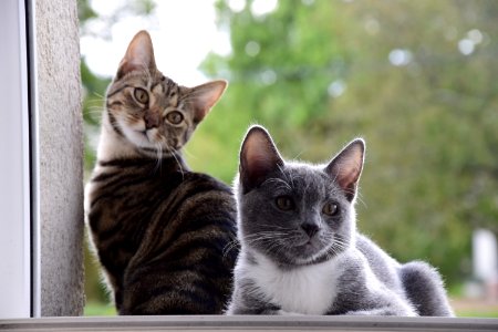 Cat Small To Medium Sized Cats Cat Like Mammal Fauna photo