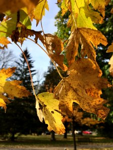 Leaf Autumn Tree Plant