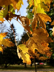 Leaf Autumn Tree Plant photo