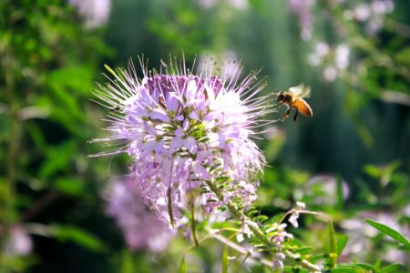 Bee Flora Flower Honey Bee photo