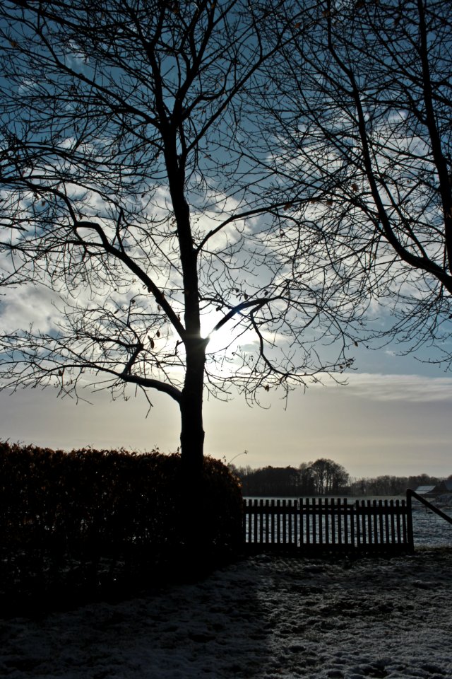 Tree Sky Water Woody Plant