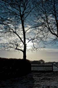 Tree Sky Water Woody Plant photo