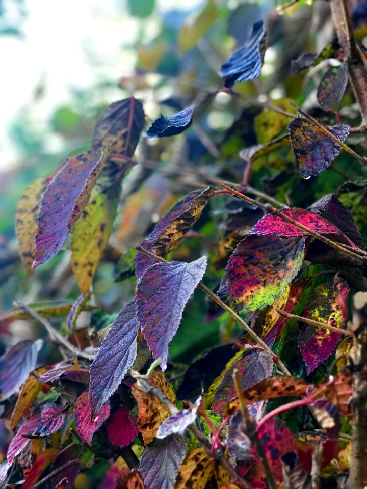 Leaf Plant Flora Branch