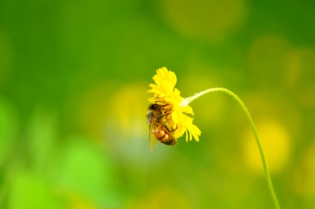 Honey Bee Bee Nectar Insect photo