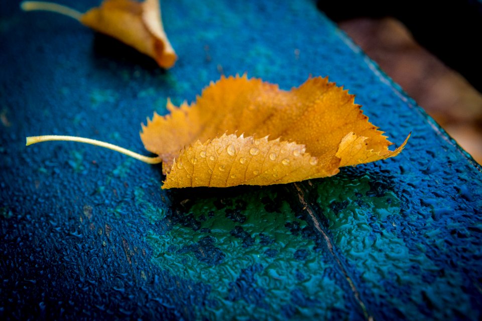 Leaf Macro Photography Close Up Organism photo
