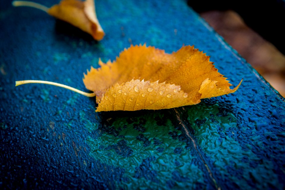 Leaf Macro Photography Close Up Organism