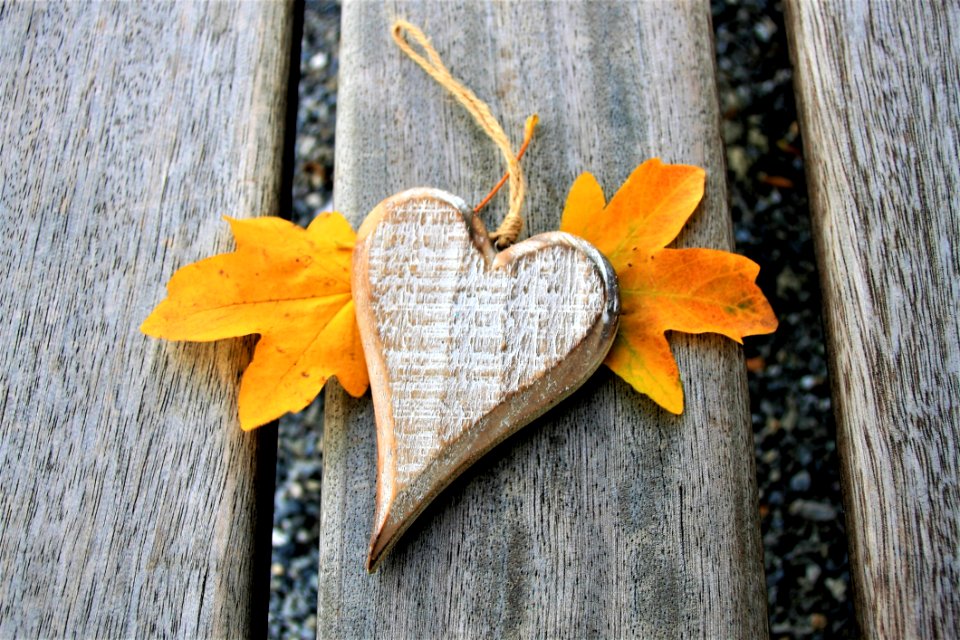 Leaf Wood Autumn