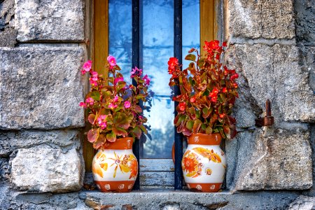 Flower Plant Spring Flowerpot photo