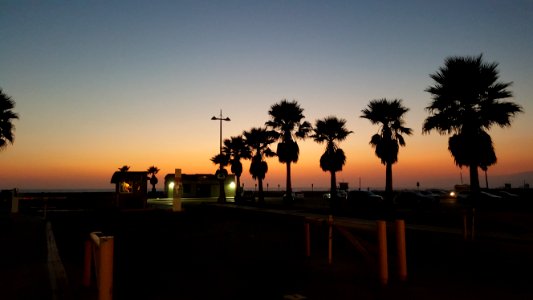 Sky Palm Tree Arecales Sunset photo
