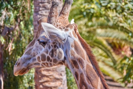 Giraffe Wildlife Terrestrial Animal Giraffidae