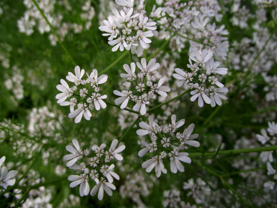 Flower Flora Plant Black And White
