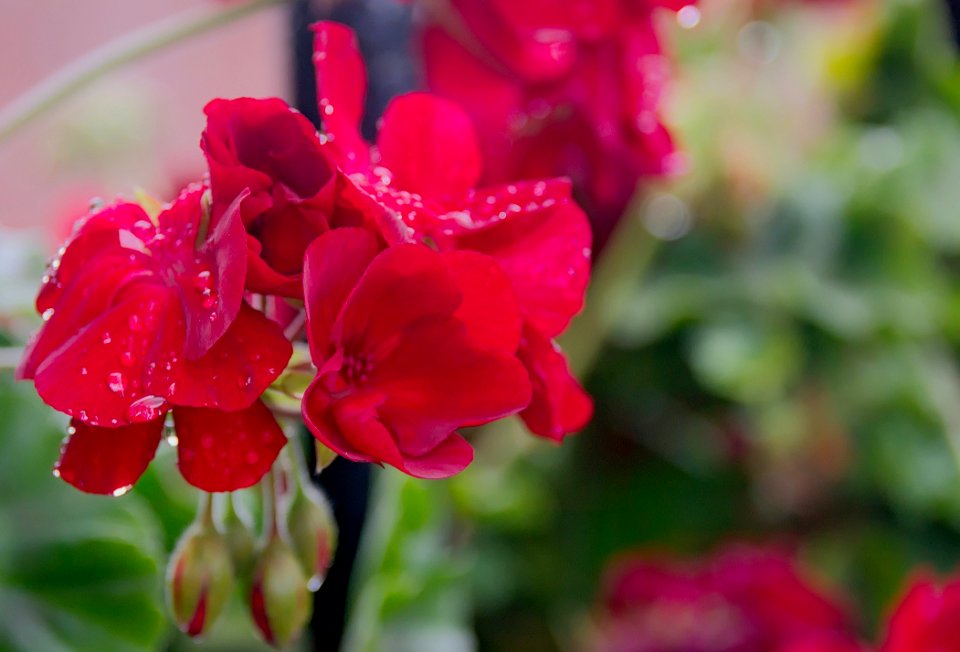 Flower Flowering Plant Petal Plant