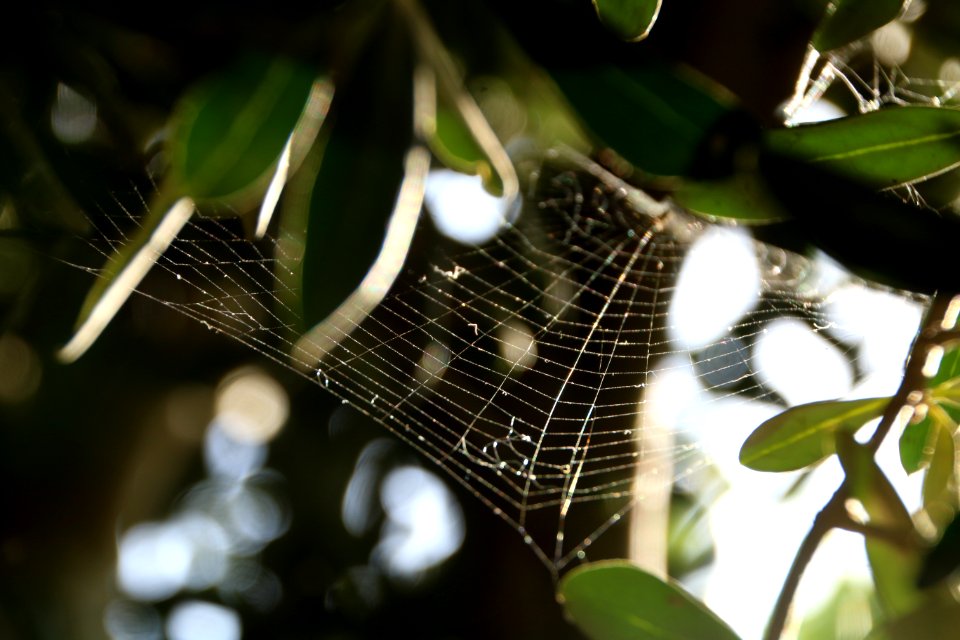 Spider Web Leaf Macro Photography Tree