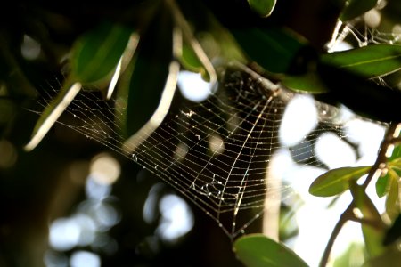 Spider Web Leaf Macro Photography Tree