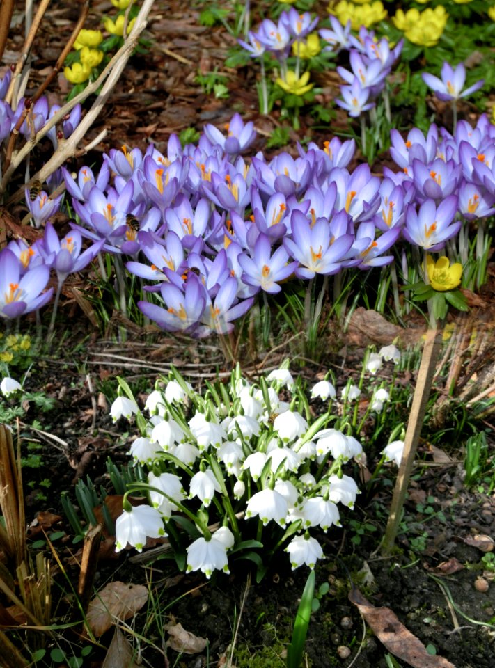 Flower Plant Flora Flowering Plant