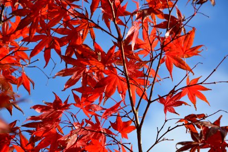 Red Leaf Maple Leaf Tree photo