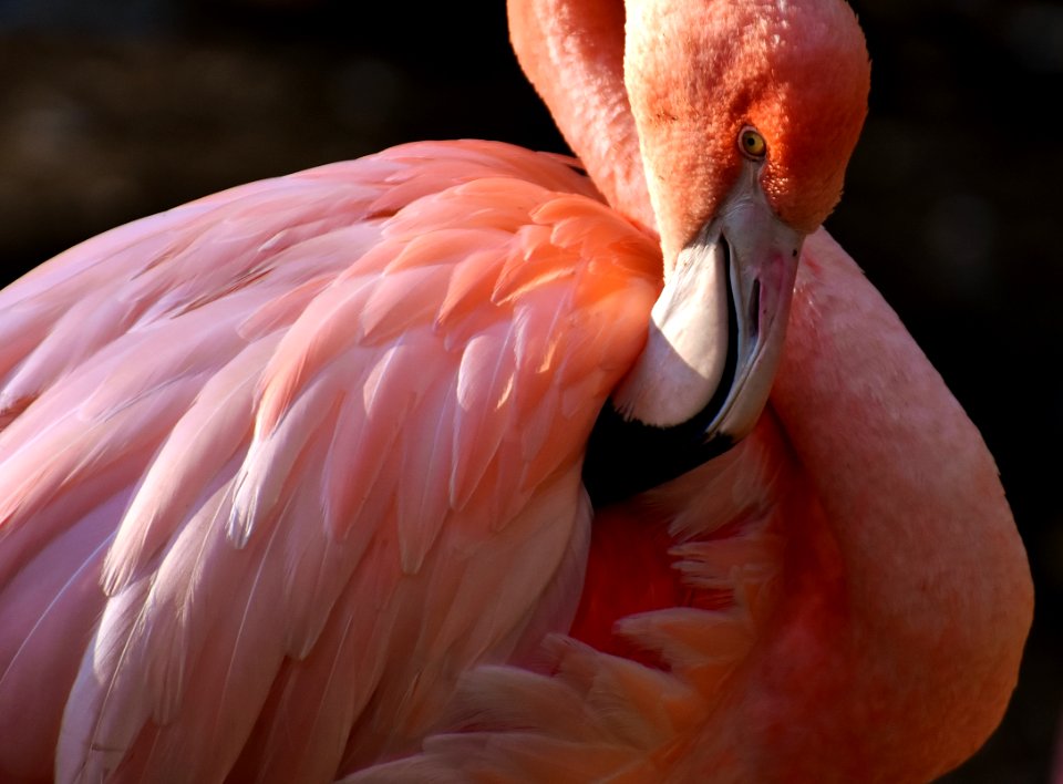 Flamingo Bird Water Bird Beak