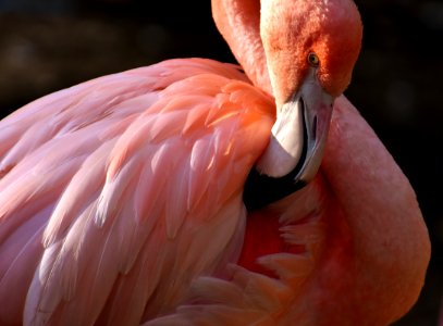 Flamingo Bird Water Bird Beak photo
