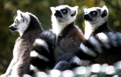 Lemur Fauna Primate Fur