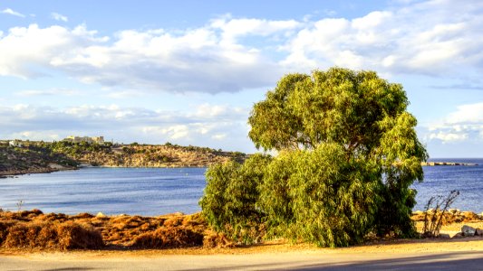 Coast Sky Shore Tree photo