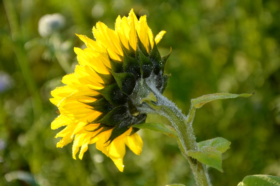Flower Sunflower Sow Thistles Nectar