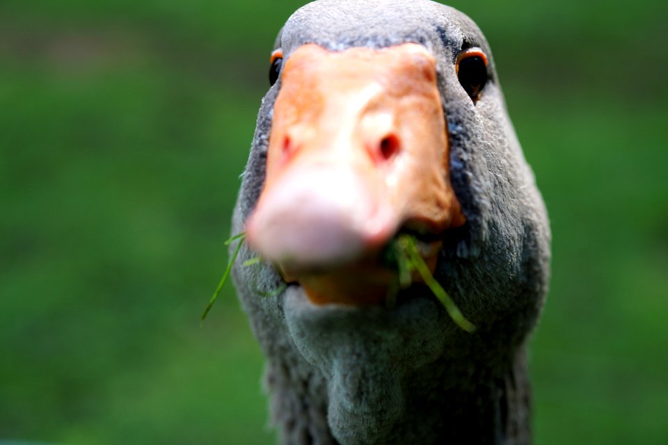 Beak Fauna Nose Bird