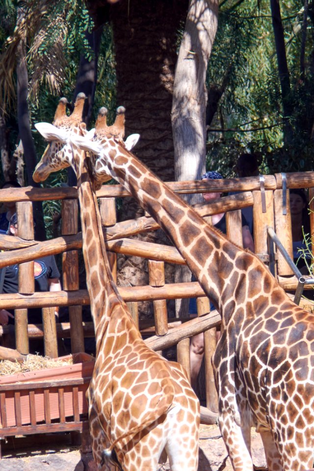 Giraffe Terrestrial Animal Giraffidae Wildlife