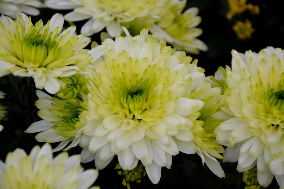 Flower Yellow Plant Flora photo