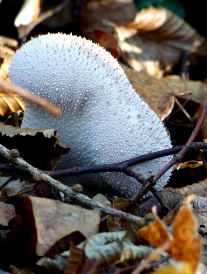 Fungus Agaricaceae Mushroom Edible Mushroom photo
