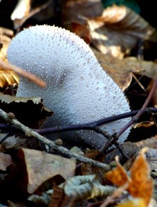 Fungus Agaricaceae Mushroom Edible Mushroom