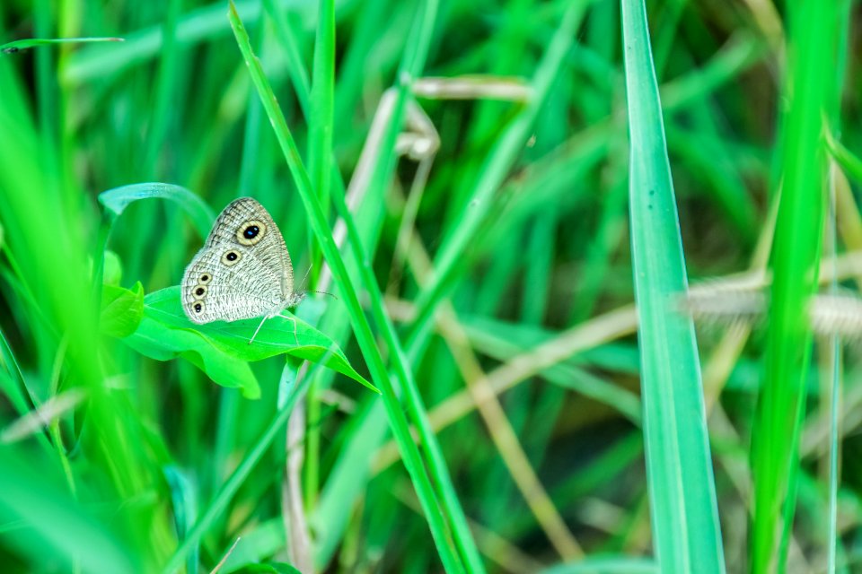 Butterfly Insect Moths And Butterflies Grass