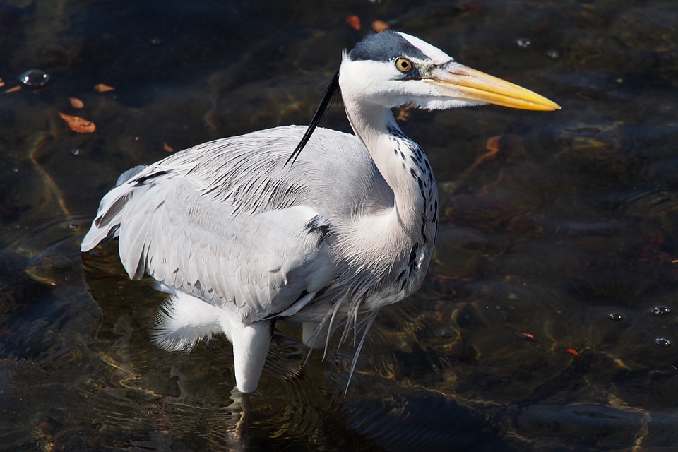 Gray heron river winter