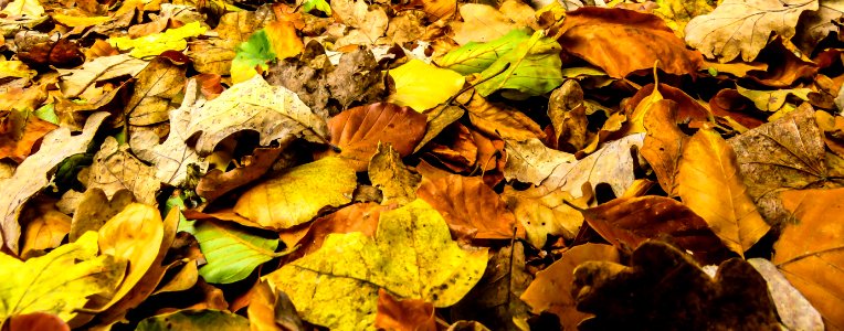 Leaf Yellow Deciduous Autumn photo