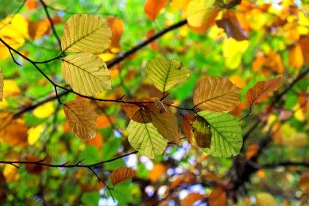 Leaf Deciduous Tree Autumn photo
