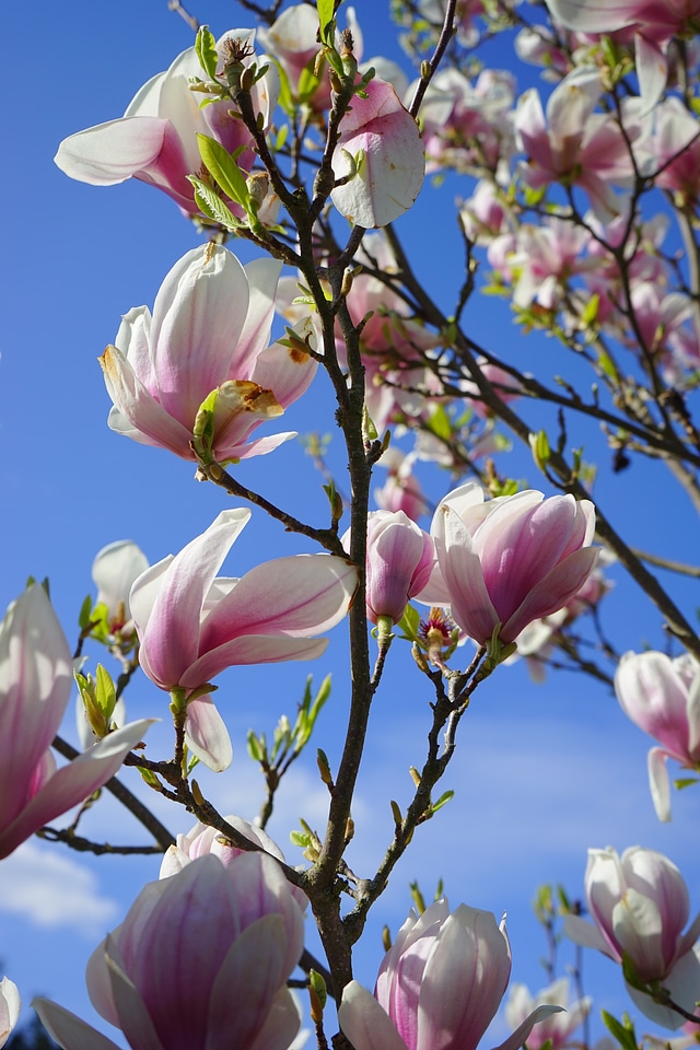 Magnolia × soulangeana magnolia magnoliengewaechs photo